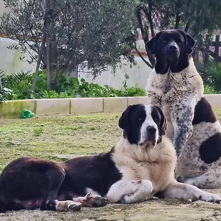 Διαμέρισμα Casa Luisa Casquinha *